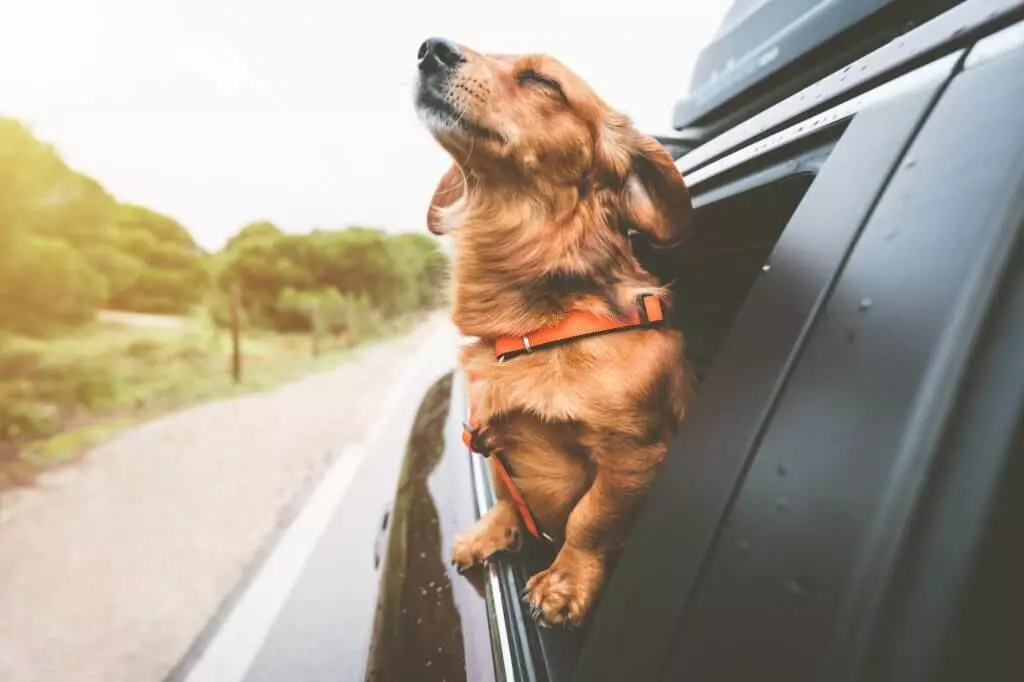 Destinos Pet Friendly: Cachorro na janela do carro. Crédito: Daria Kulkova.