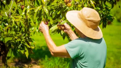 Pessoa colhe lichias diretamente do pé em pomar do Parque Maeda, com frutos maduros nos galhos.