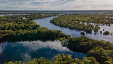 Cruzeiro fluvial navegando pelos rios da Amazônia em meio à floresta alagada, visto de cima.