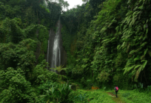 Trilheira de costas usando mochila rosa caminha em direção a uma alta cachoeira cercada por paredões de musgo e samambaias gigantes.