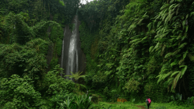 Trilheira de costas usando mochila rosa caminha em direção a uma alta cachoeira cercada por paredões de musgo e samambaias gigantes.