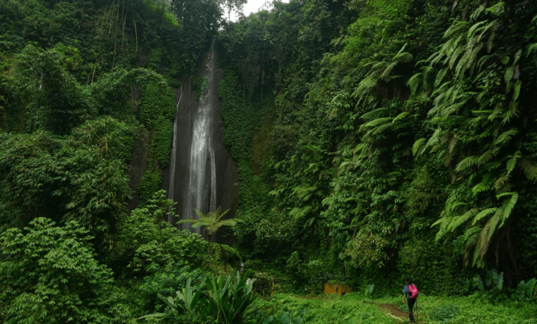 Trilheira de costas usando mochila rosa caminha em direção a uma alta cachoeira cercada por paredões de musgo e samambaias gigantes.