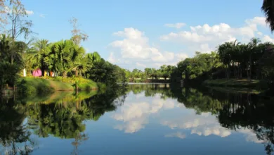 Lago cercado por palmeiras e árvores tropicais sob céu azul.
