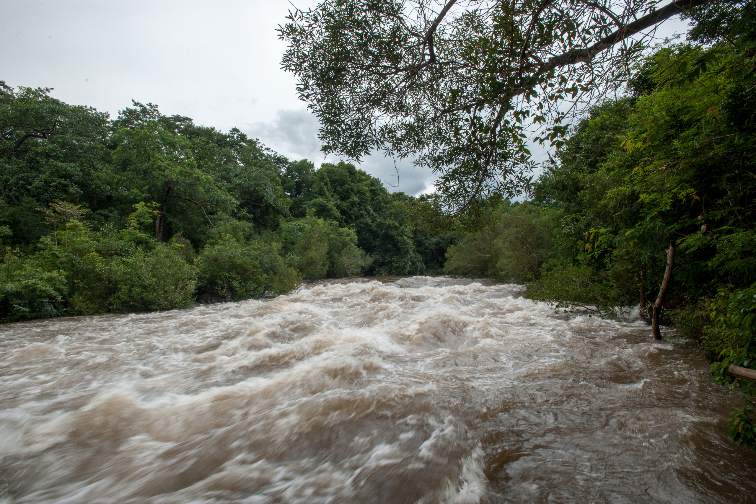 Rio com volume de água extremamente alto, cor marrom escura e muitas ondas de choque, caracterizando o fenômeno de cabeça d'água em região de floresta.