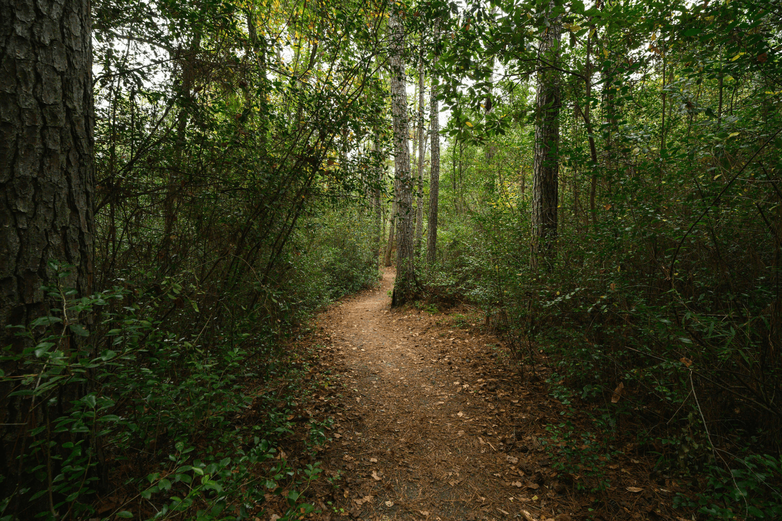 Trilha estreita de terra coberta por agulhas de pinheiro e folhas secas, serpenteando por uma floresta densa com árvores altas e folhagem verde.