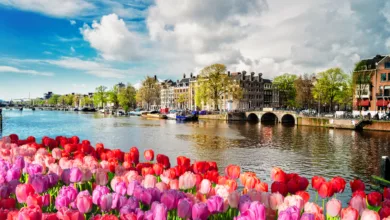 Paisagem clássica da primavera europeia com tulipas coloridas em primeiro plano e os canais de Amsterdã ao fundo durante o cruzeiro fluvial.