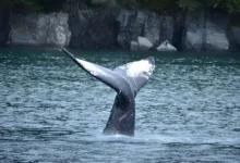 Cauda de baleia emergindo das águas do Alasca durante observação de mamíferos marinhos em cruzeiro