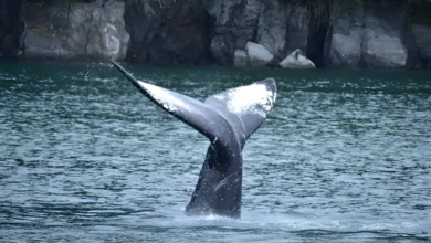 Cauda de baleia emergindo das águas do Alasca durante observação de mamíferos marinhos em cruzeiro