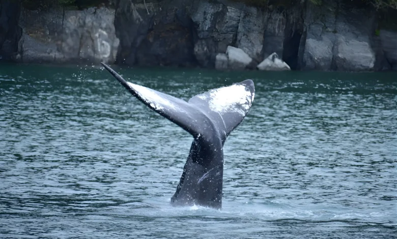 Cauda de baleia emergindo das águas do Alasca durante observação de mamíferos marinhos em cruzeiro