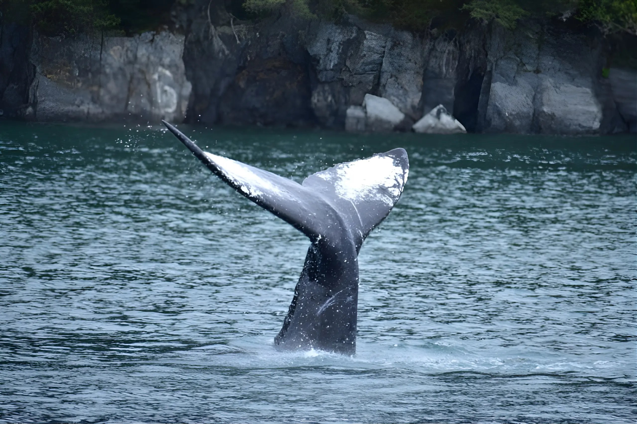 Cauda de baleia emergindo das águas do Alasca durante observação de mamíferos marinhos em cruzeiro