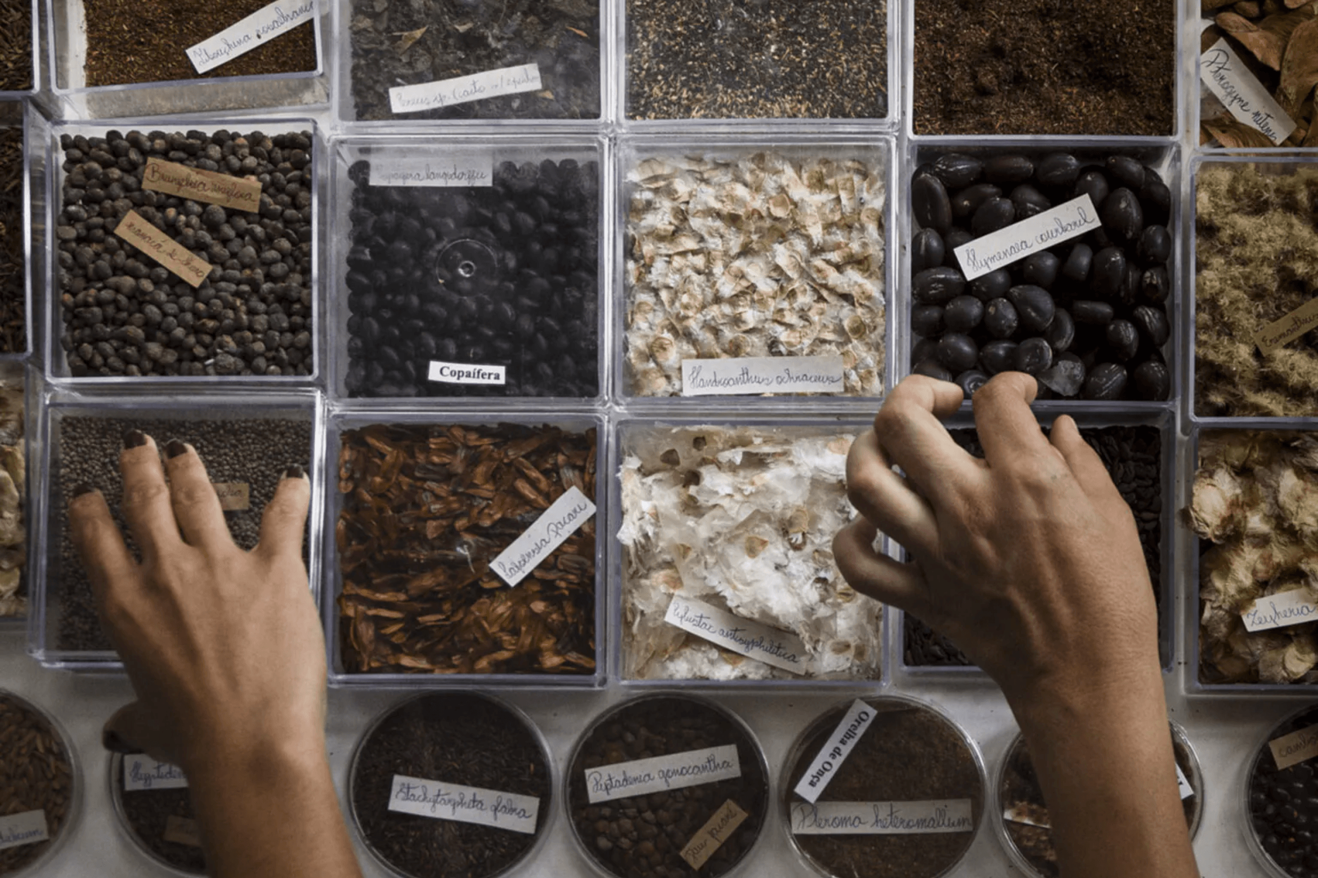 Mãos organizando caixas transparentes com diversas amostras de sementes.