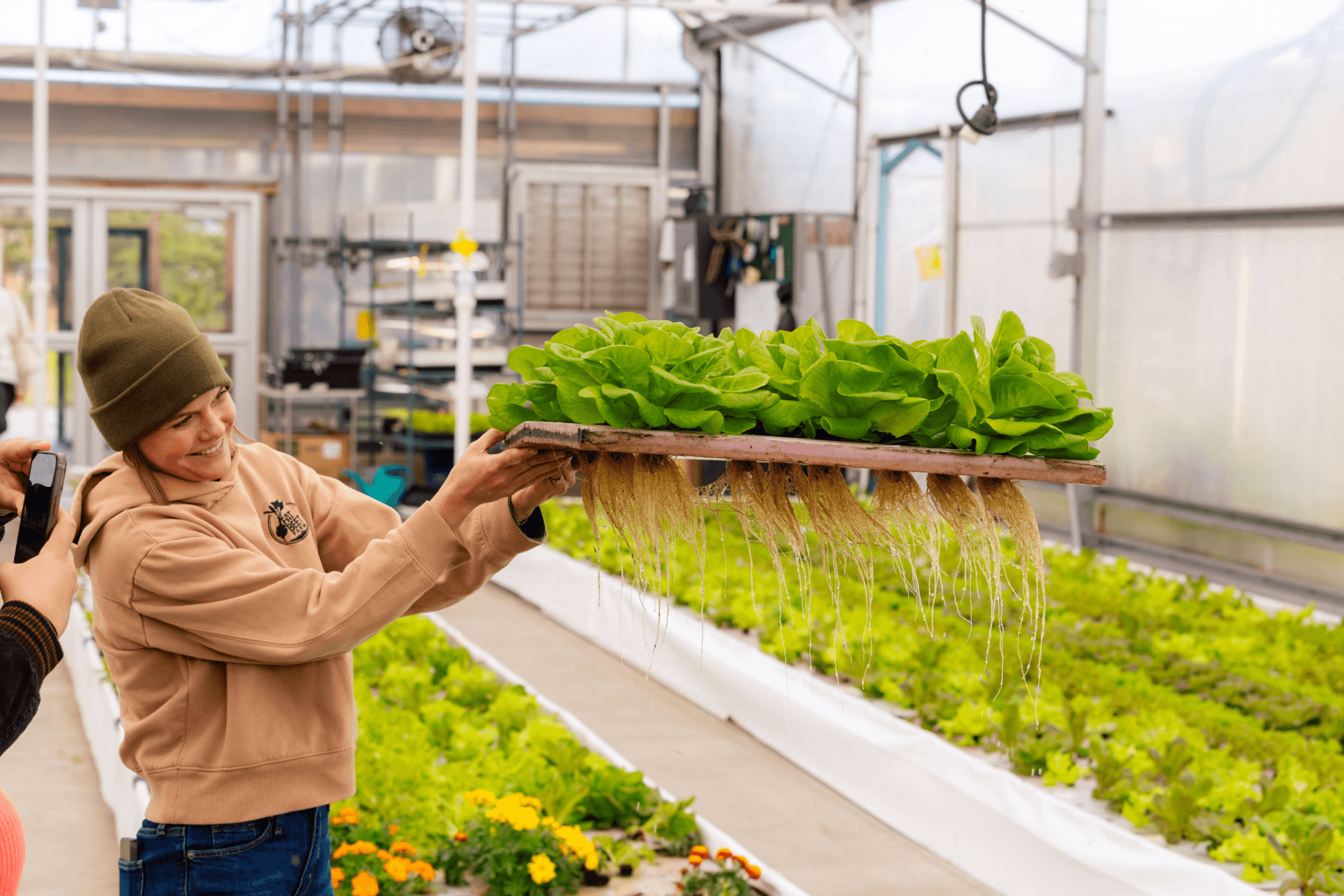 Mulher sorridente segurando uma bandeja de alfaces verdes hidropônicas dentro de uma estufa; as raízes longas e brancas estão visíveis e limpas.
