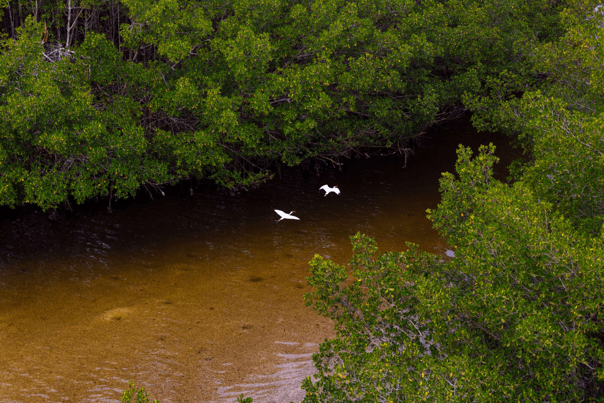 Vista aérea de duas garças brancas voando sobre as águas calmas de um canal cercado por manguezais densos e verdes.