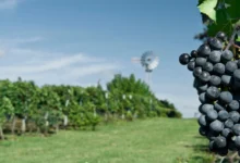 Cacho de uvas tintas em primeiro plano com vinhedo e moinho ao fundo em região de enoturismo no Uruguai