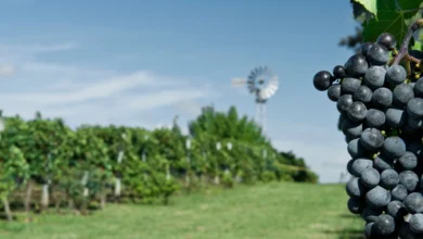 Cacho de uvas tintas em primeiro plano com vinhedo e moinho ao fundo em região de enoturismo no Uruguai