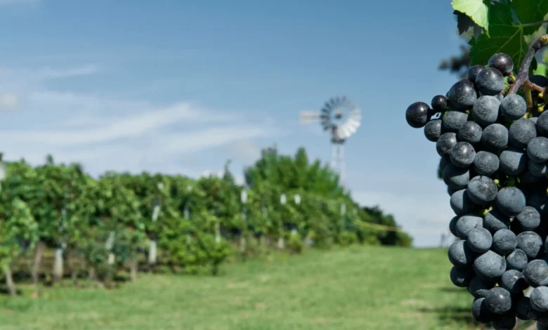 Cacho de uvas tintas em primeiro plano com vinhedo e moinho ao fundo em região de enoturismo no Uruguai