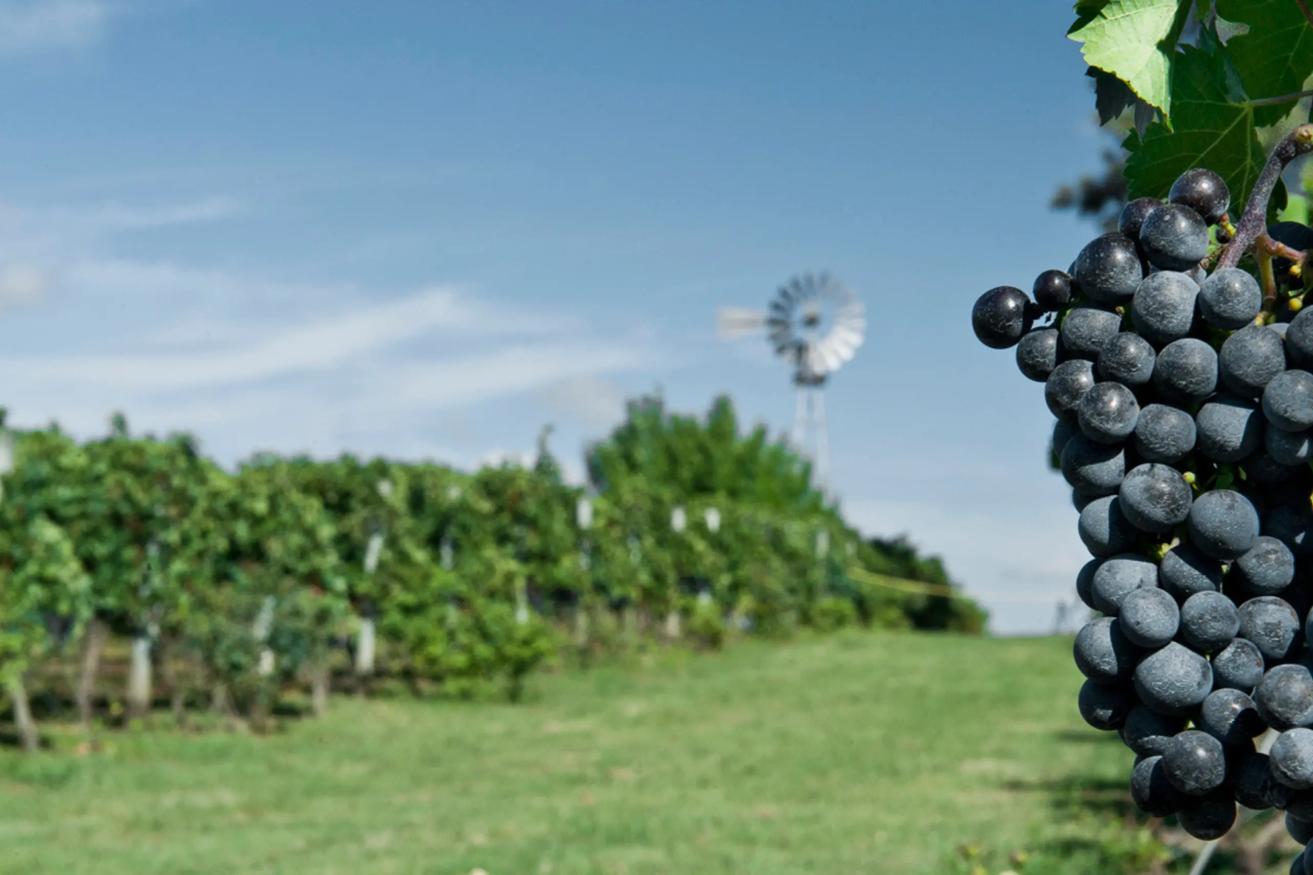 Cacho de uvas tintas em primeiro plano com vinhedo e moinho ao fundo em região de enoturismo no Uruguai