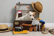 Cachorro branco dentro de mala de viagem aberta rodeado de itens de viagem como chapéu passaporte e câmera fotográfica