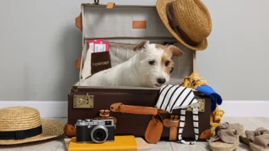Cachorro branco dentro de mala de viagem aberta rodeado de itens de viagem como chapéu passaporte e câmera fotográfica