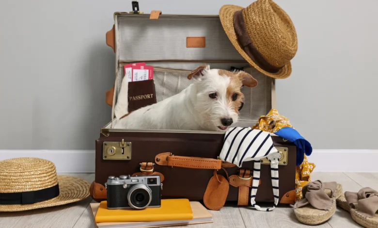 Cachorro branco dentro de mala de viagem aberta rodeado de itens de viagem como chapéu passaporte e câmera fotográfica
