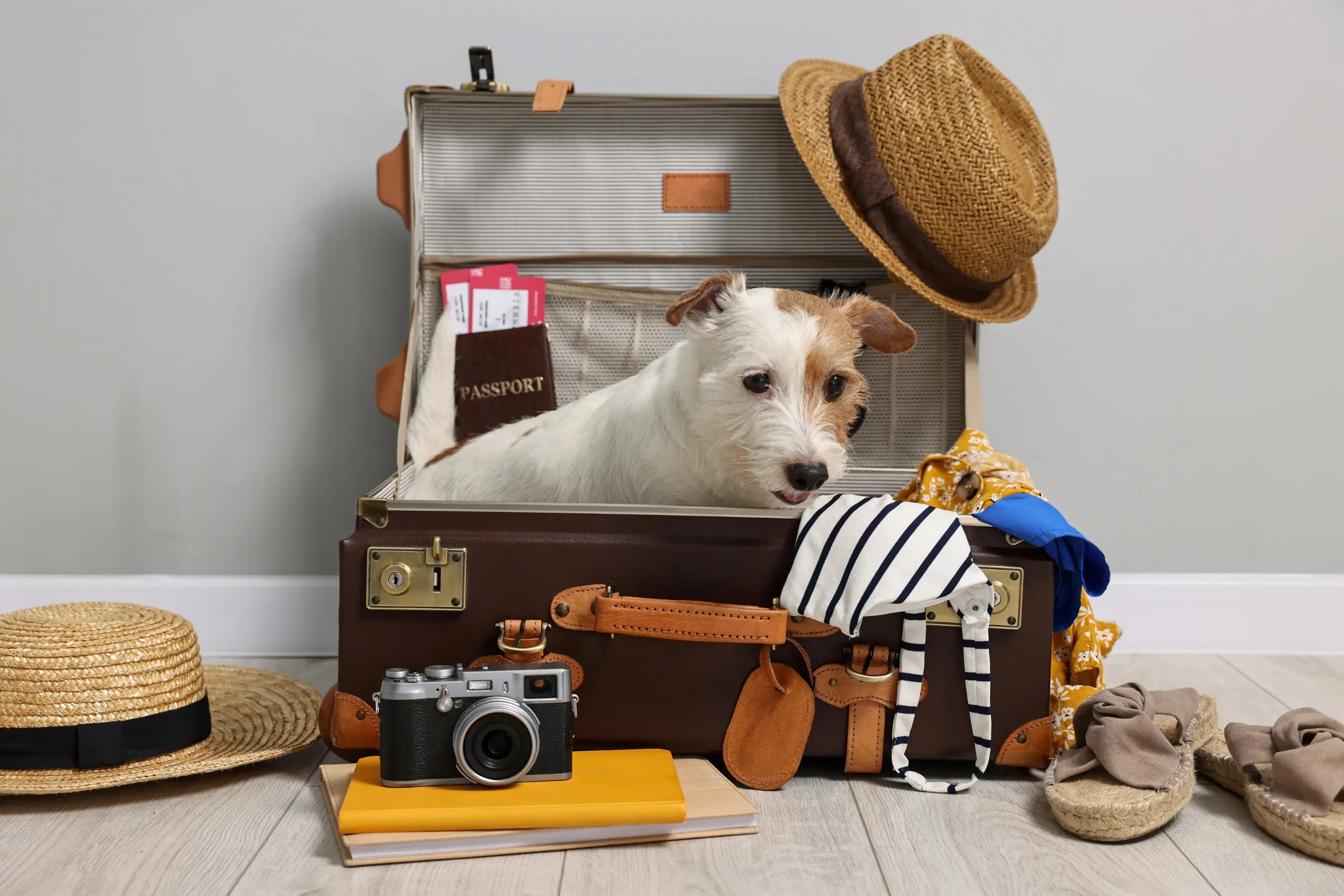 Cachorro branco dentro de mala de viagem aberta rodeado de itens de viagem como chapéu passaporte e câmera fotográfica