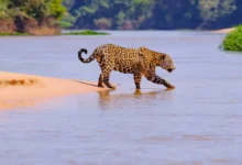 Onça-pintada caminhando na margem arenosa de rio no Pantanal durante avistamento com turistas ao fundo fotografando o animal