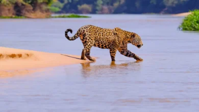 Onça-pintada caminhando na margem arenosa de rio no Pantanal durante avistamento com turistas ao fundo fotografando o animal