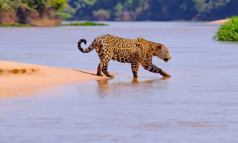 Onça-pintada caminhando na margem arenosa de rio no Pantanal durante avistamento com turistas ao fundo fotografando o animal