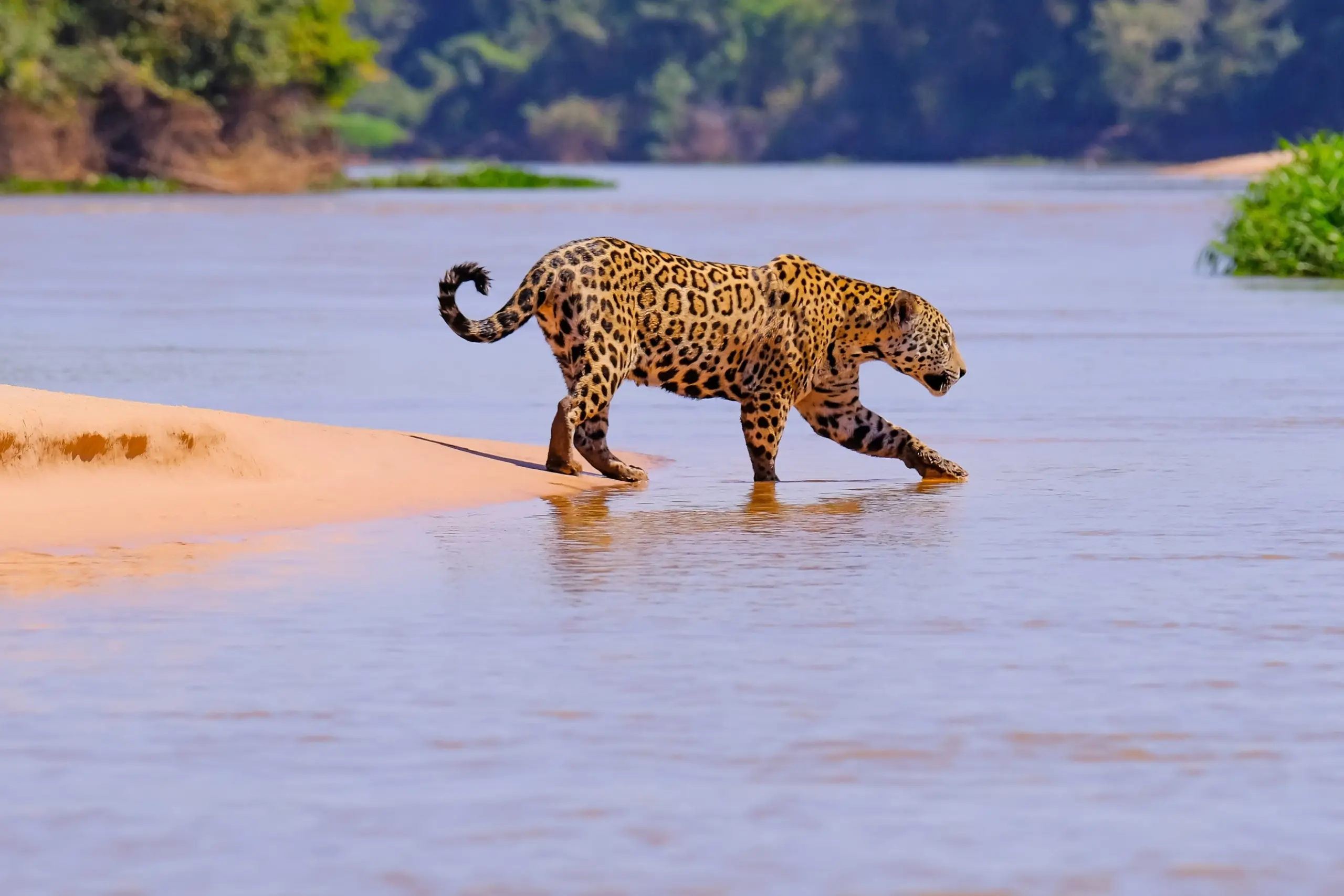 Onça-pintada caminhando na margem arenosa de rio no Pantanal durante avistamento com turistas ao fundo fotografando o animal