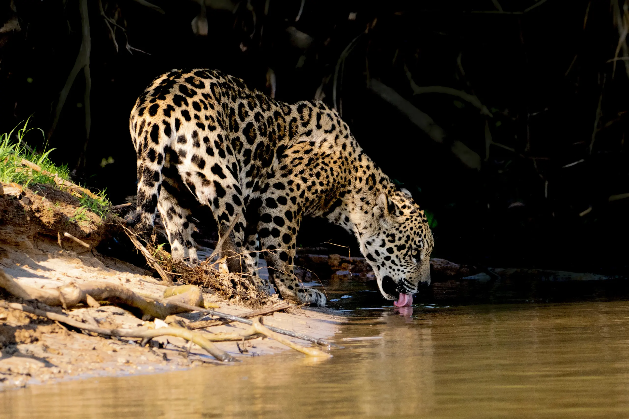 Onça-pintada bebendo água na margem de rio no Pantanal com vegetação escura ao fundo