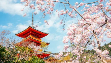 Templo budista em Kyoto emoldurado por flores de cerejeira (sakura) durante a primavera.