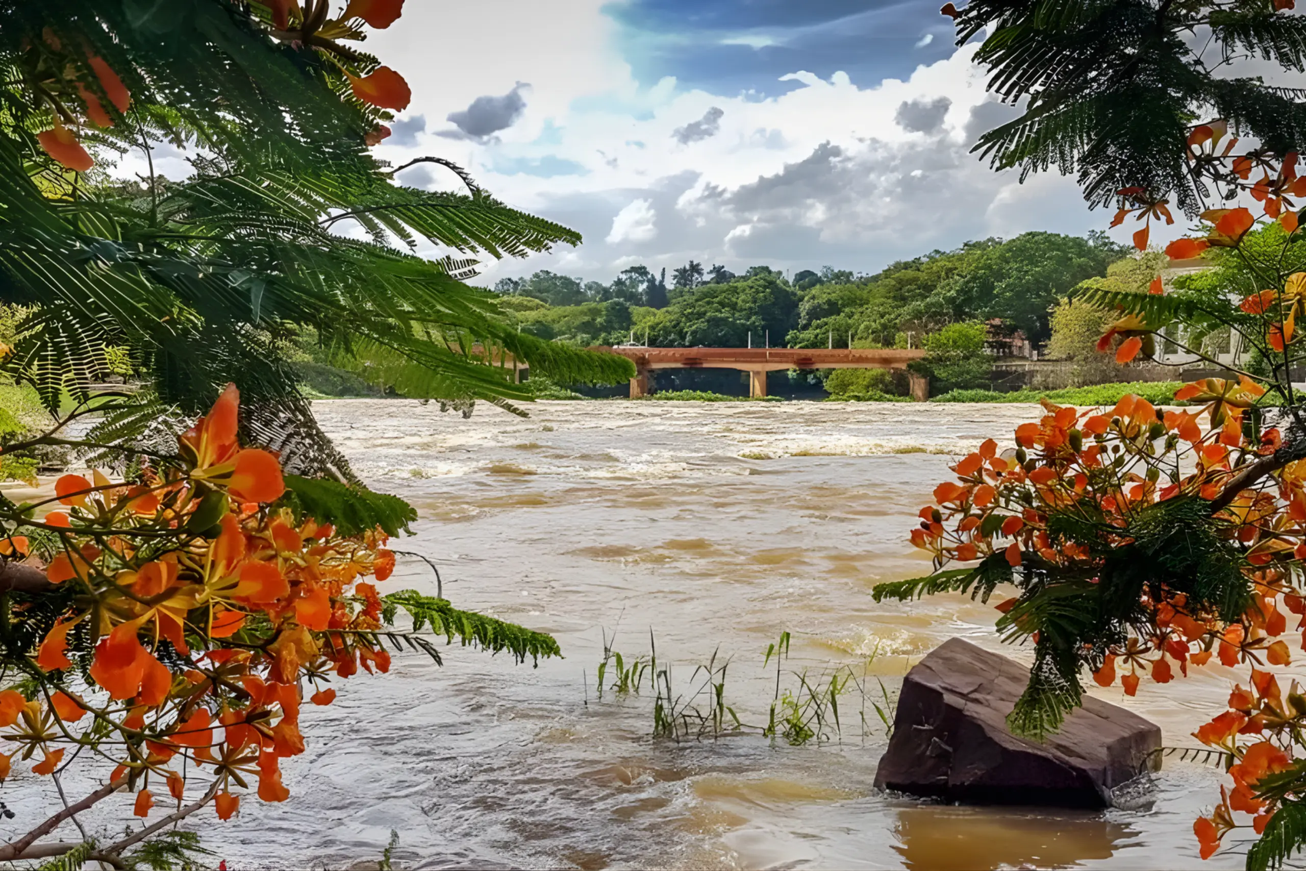 Vista do Rio Mogi Guaçu em Cachoeira de Emas, emoldurada por flores alaranjadas de um flamboyant e uma ponte ao fundo.