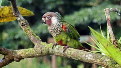 Periquito cara-suja adulto pousado em um galho com musgo, exibindo plumagem verde e detalhes vermelhos nas asas.