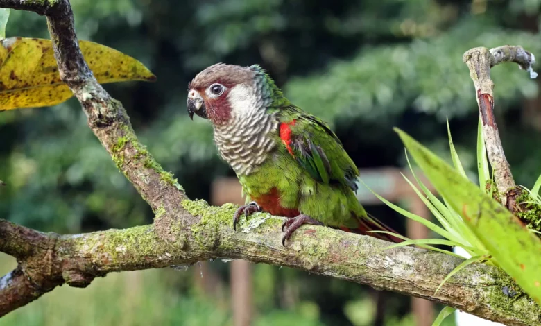 Periquito cara-suja adulto pousado em um galho com musgo, exibindo plumagem verde e detalhes vermelhos nas asas.