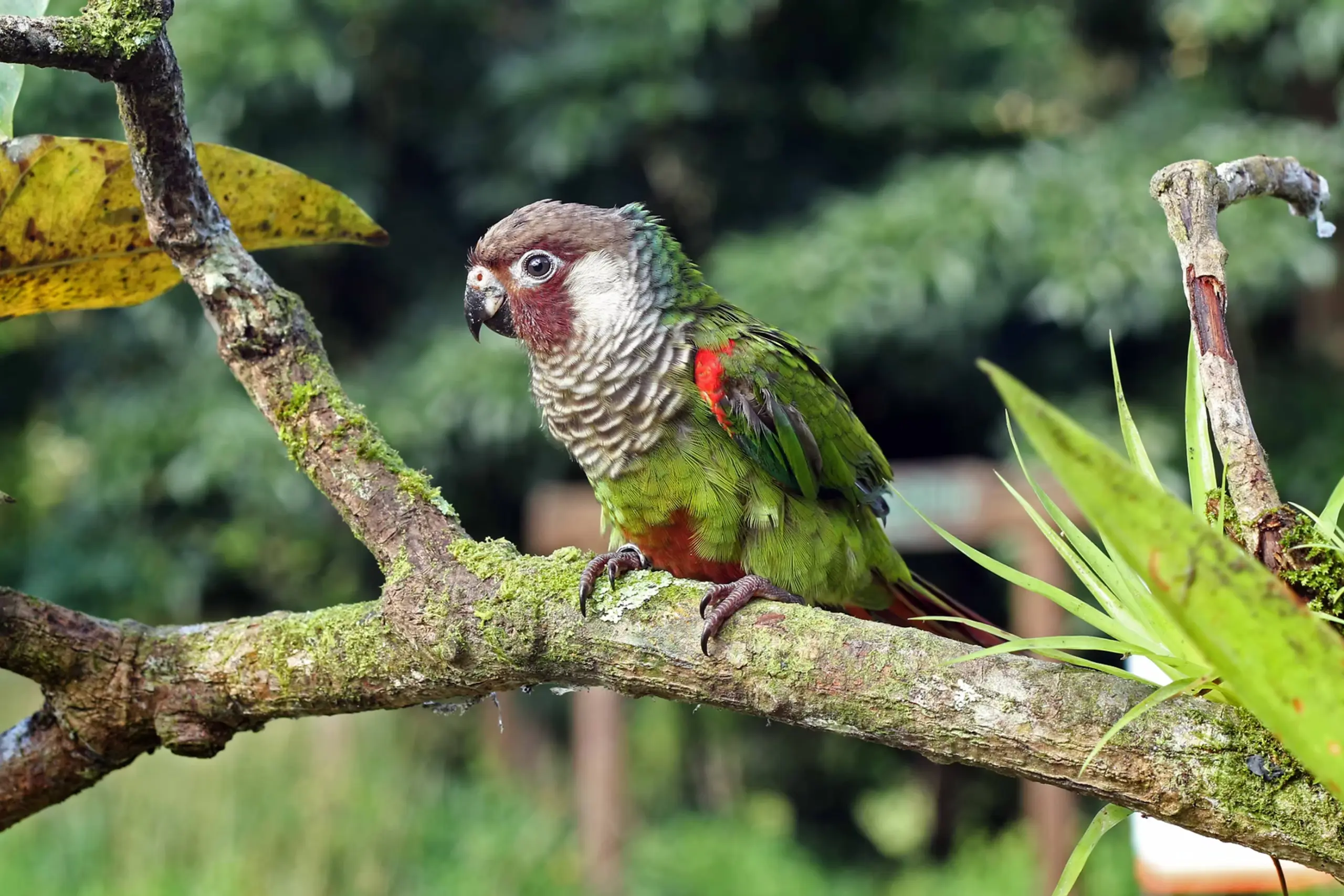 Periquito cara-suja adulto pousado em um galho com musgo, exibindo plumagem verde e detalhes vermelhos nas asas.